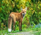 RedFox002
